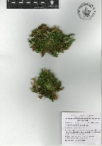 Selaginella nothohybrida image