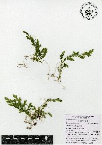 Selaginella stellata image