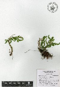 Selaginella pallescens image