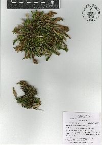 Selaginella nothohybrida image