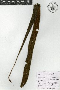 Elaphoglossum vestitum image