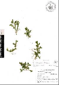 Selaginella flexuosa image