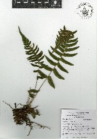 Blechnum occidentale image