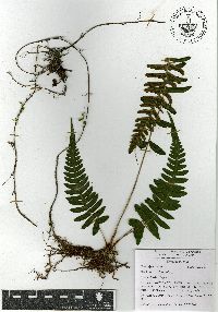 Blechnum occidentale image