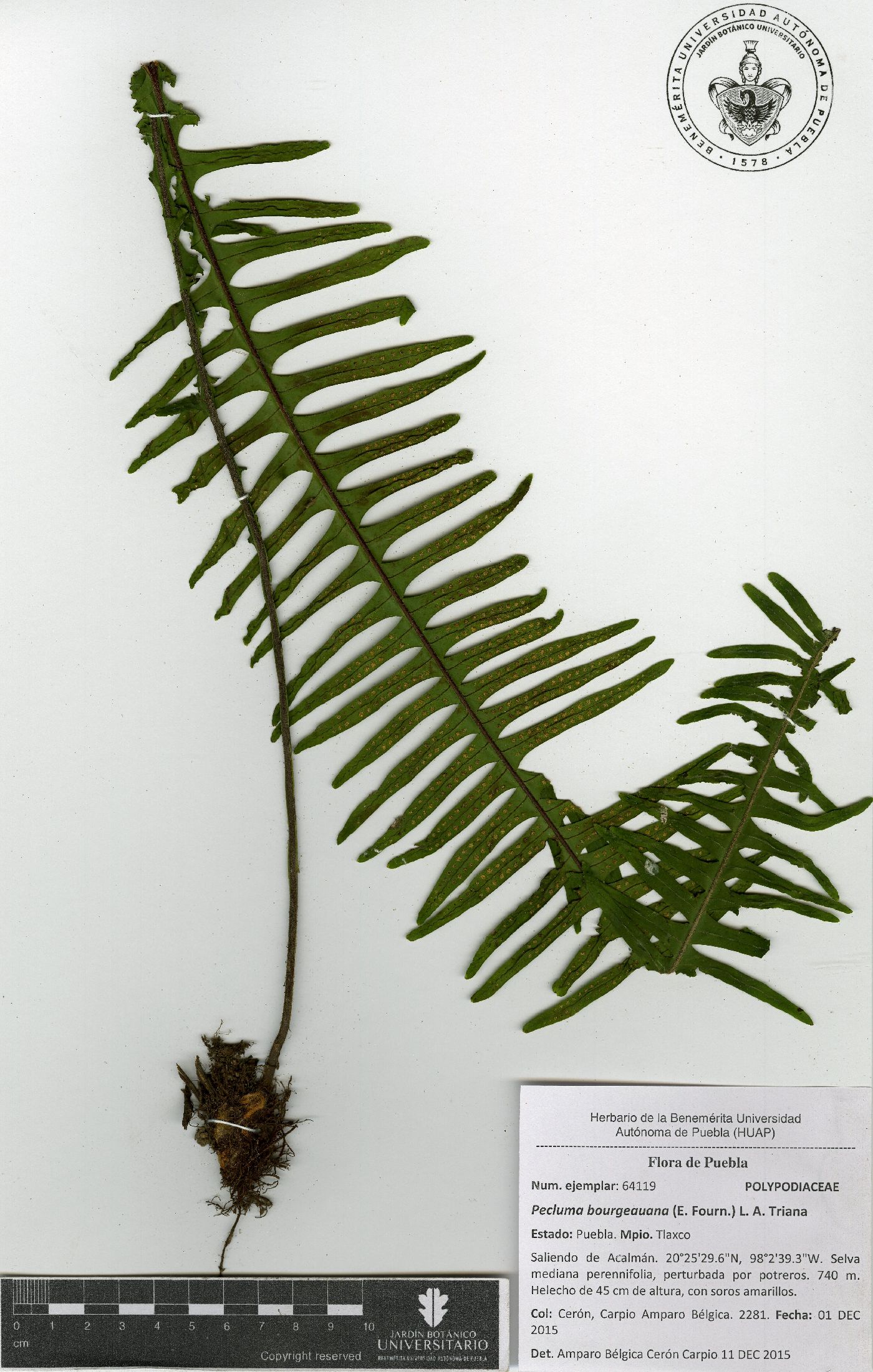 Pecluma bourgeauana image
