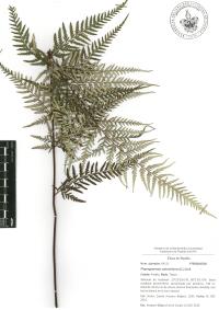 Pityrogramma calomelanos image