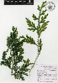 Selaginella stellata image