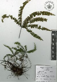 Adiantopsis radiata image