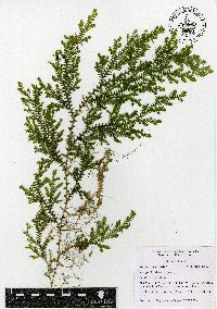 Selaginella stellata image