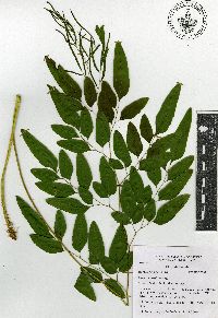 Llavea cordifolia image