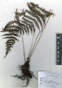 Athyrium bourgaei image