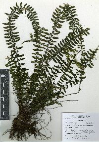 Asplenium sessilifolium var. sessilifolium image