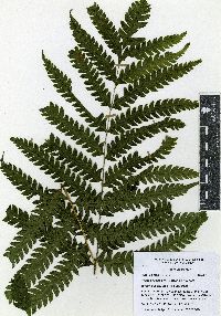 Pteris orizabae image