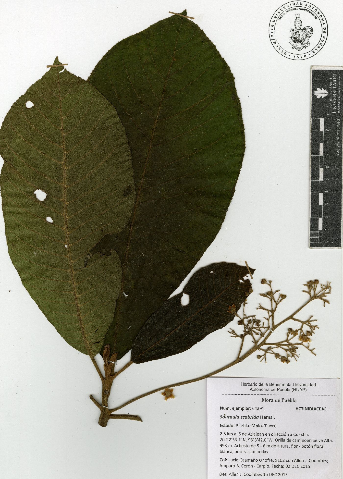 Saurauia scabrida image