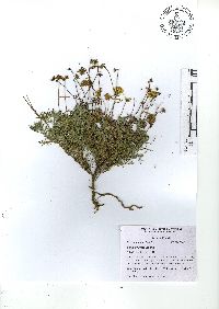 Picradeniopsis pringlei image