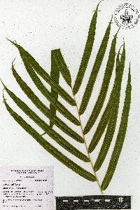 Pteris grandifolia image