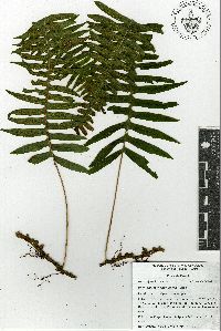 Polypodium rhodopleuron image