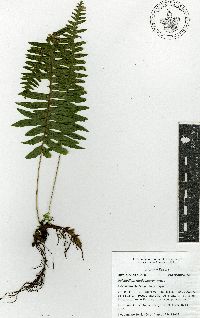 Polypodium rhodopleuron image