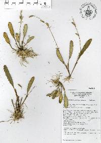 Stelis emarginata image