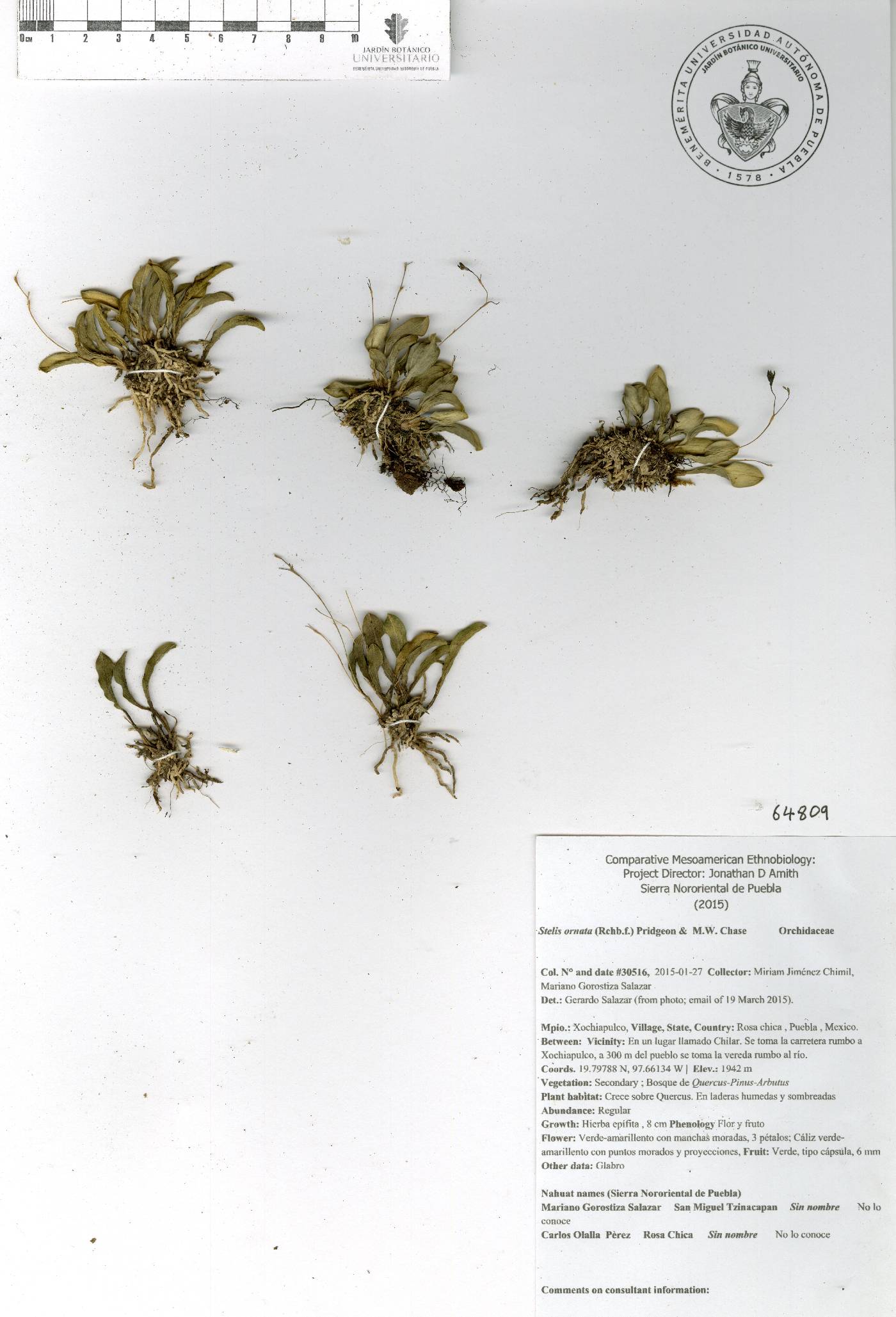 Stelis ornata image