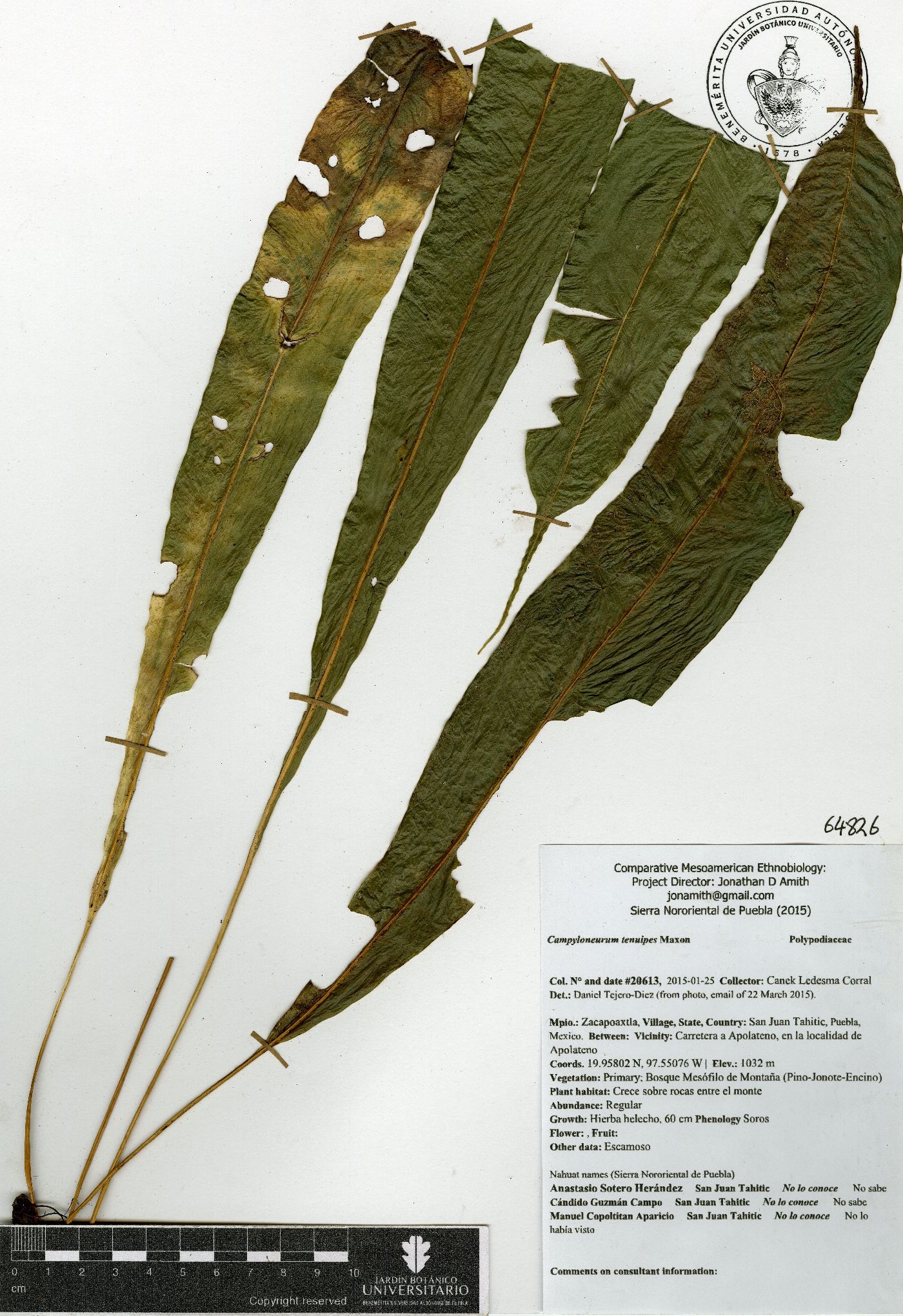 Campyloneurum tenuipes image