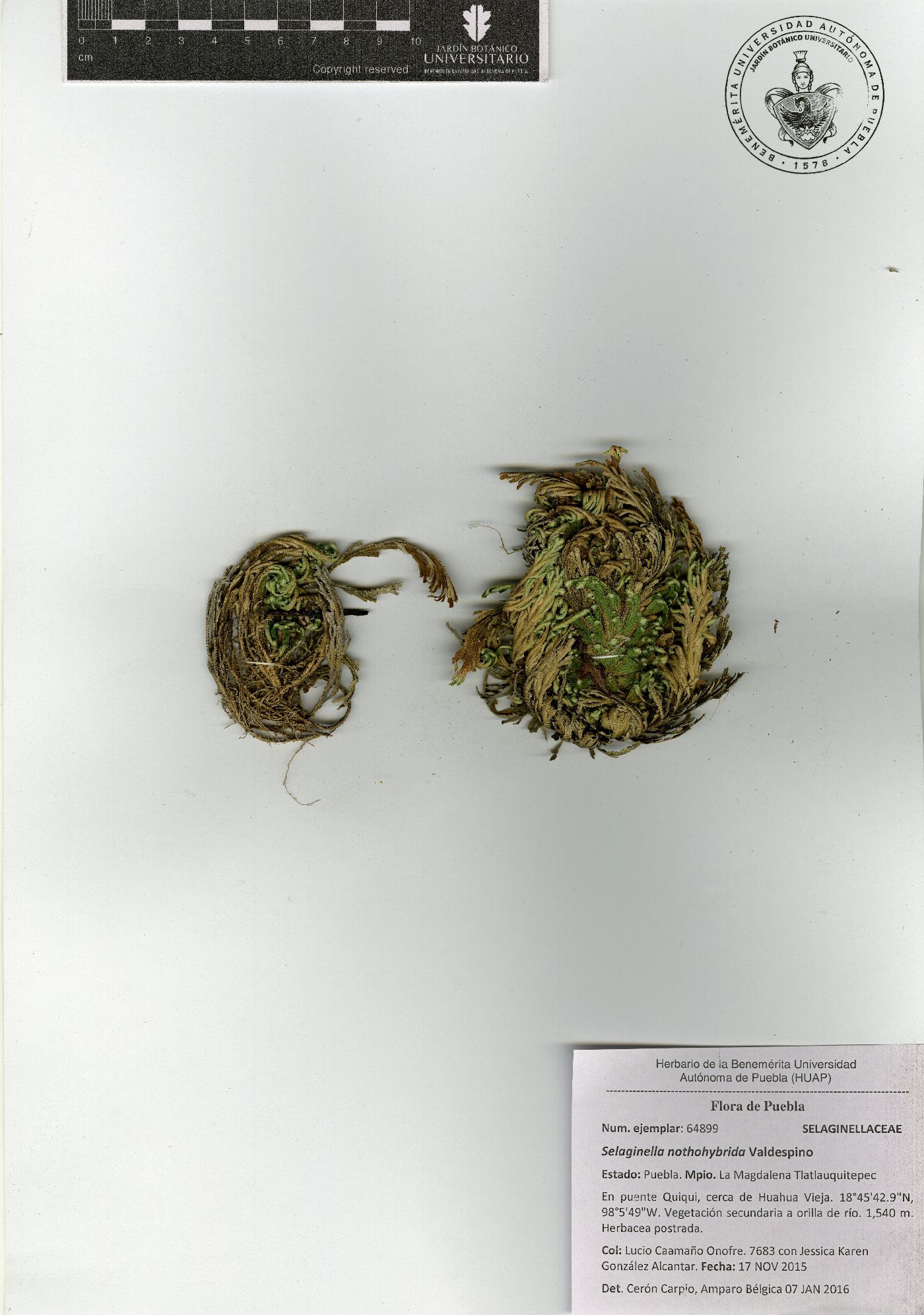 Selaginella nothohybrida image