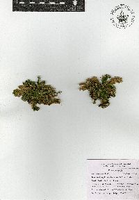 Selaginella lepidophylla image