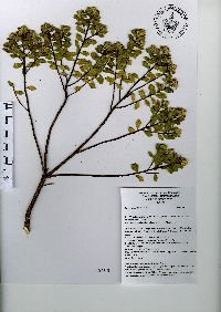 Baccharis conferta image