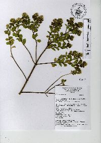 Baccharis conferta image