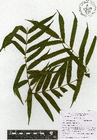 Pteris pulchra image