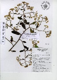 Baccharis multiflora var. multiflora image