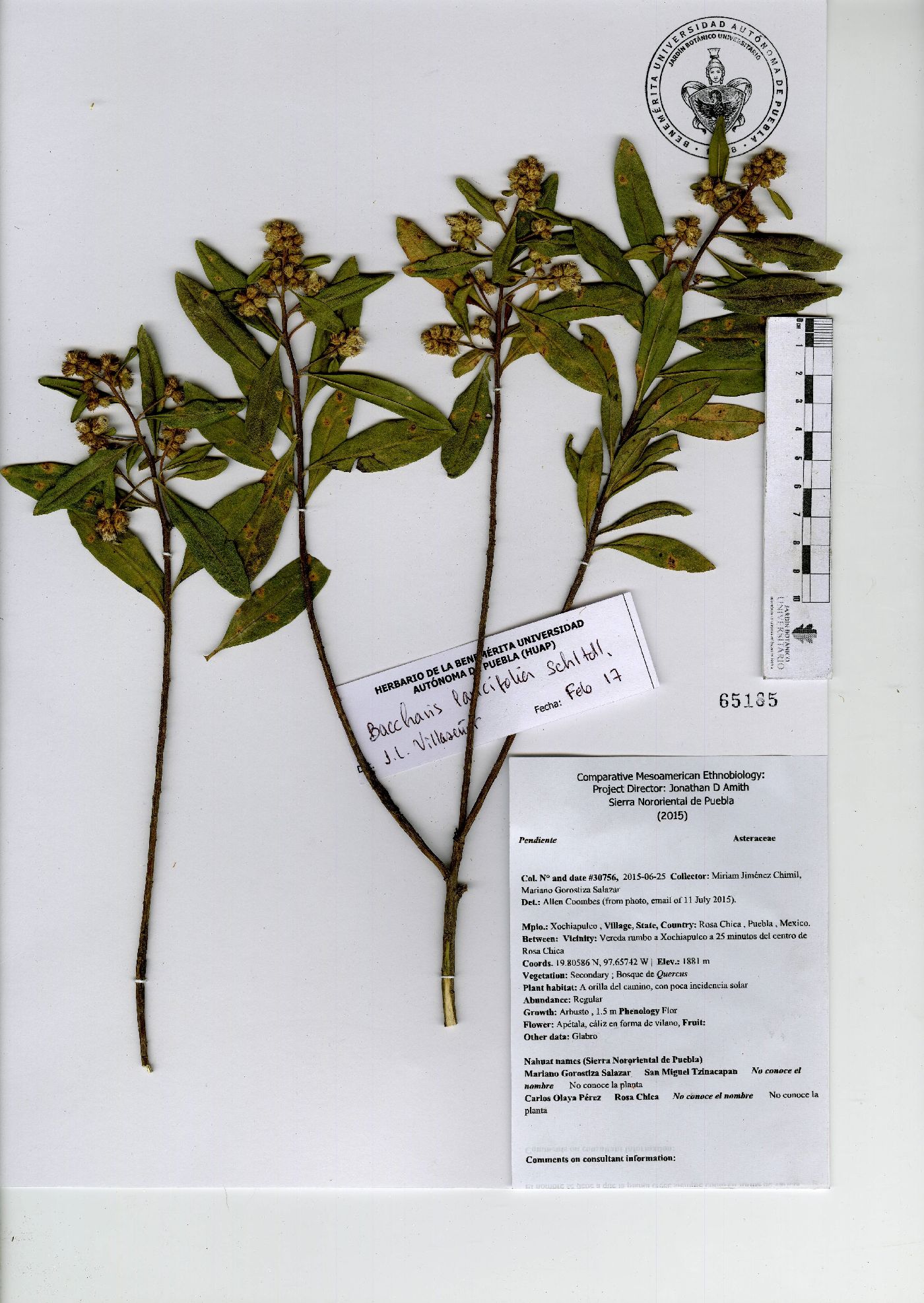 Baccharis lancifolia image