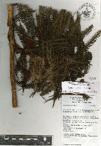 Sphaeropteris horrida image