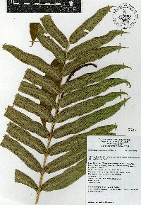 Phanerophlebia remotispora image
