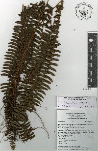 Nephrolepis pectinata image