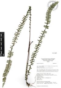 Asplenium monanthes image