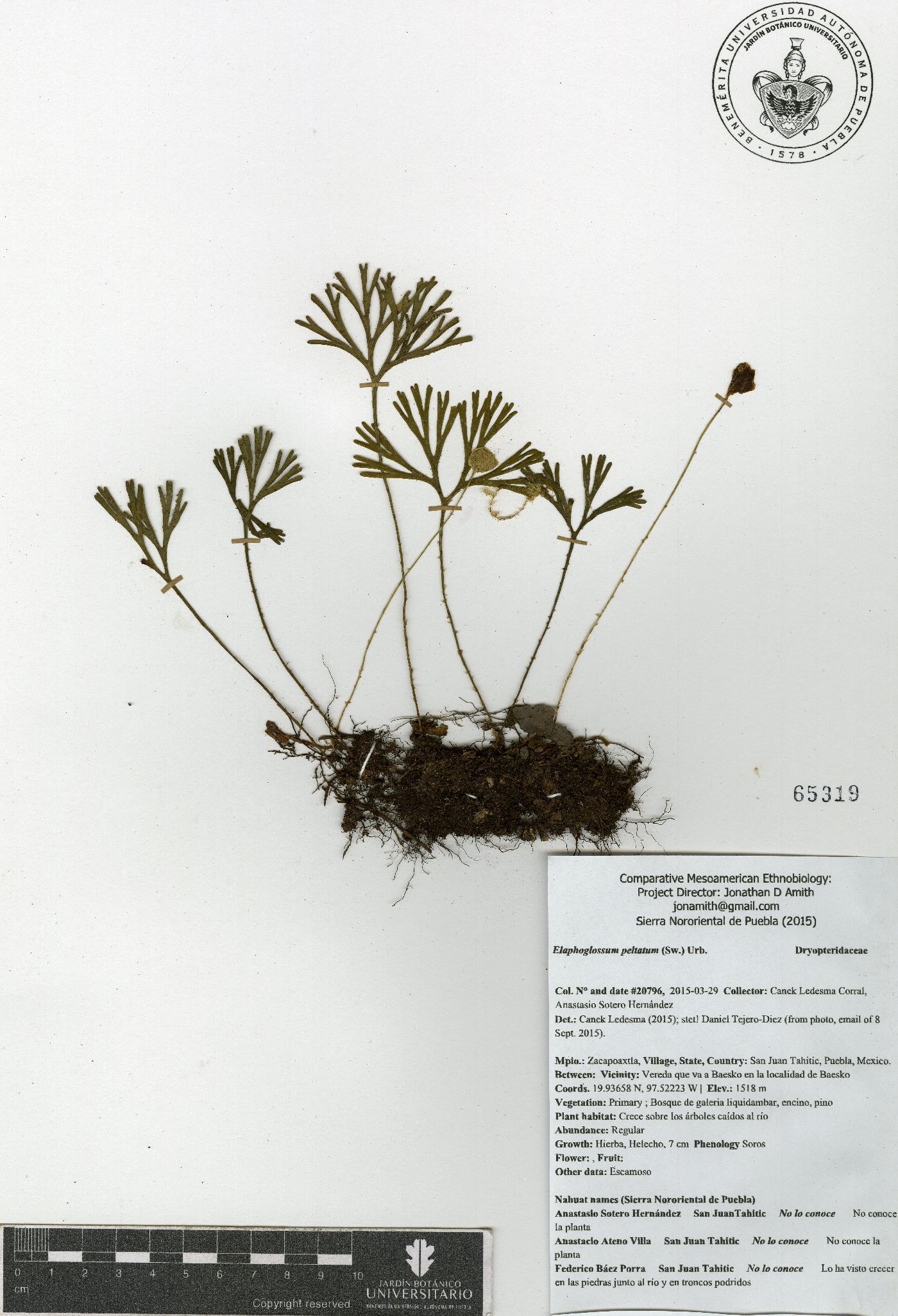 Elaphoglossum peltatum image