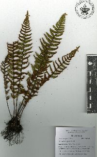 Notholaena galeottii image