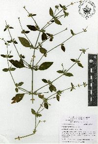Dicliptera peduncularis image