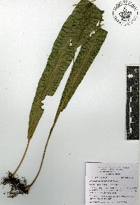 Campyloneurum tenuipes image