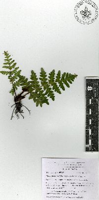 Cheiloplecton rigidum var. rigidum image