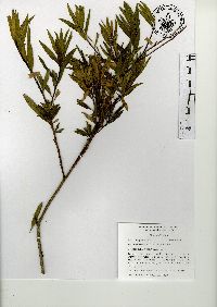 Baccharis salicifolia image