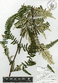 Pityrogramma ebenea image