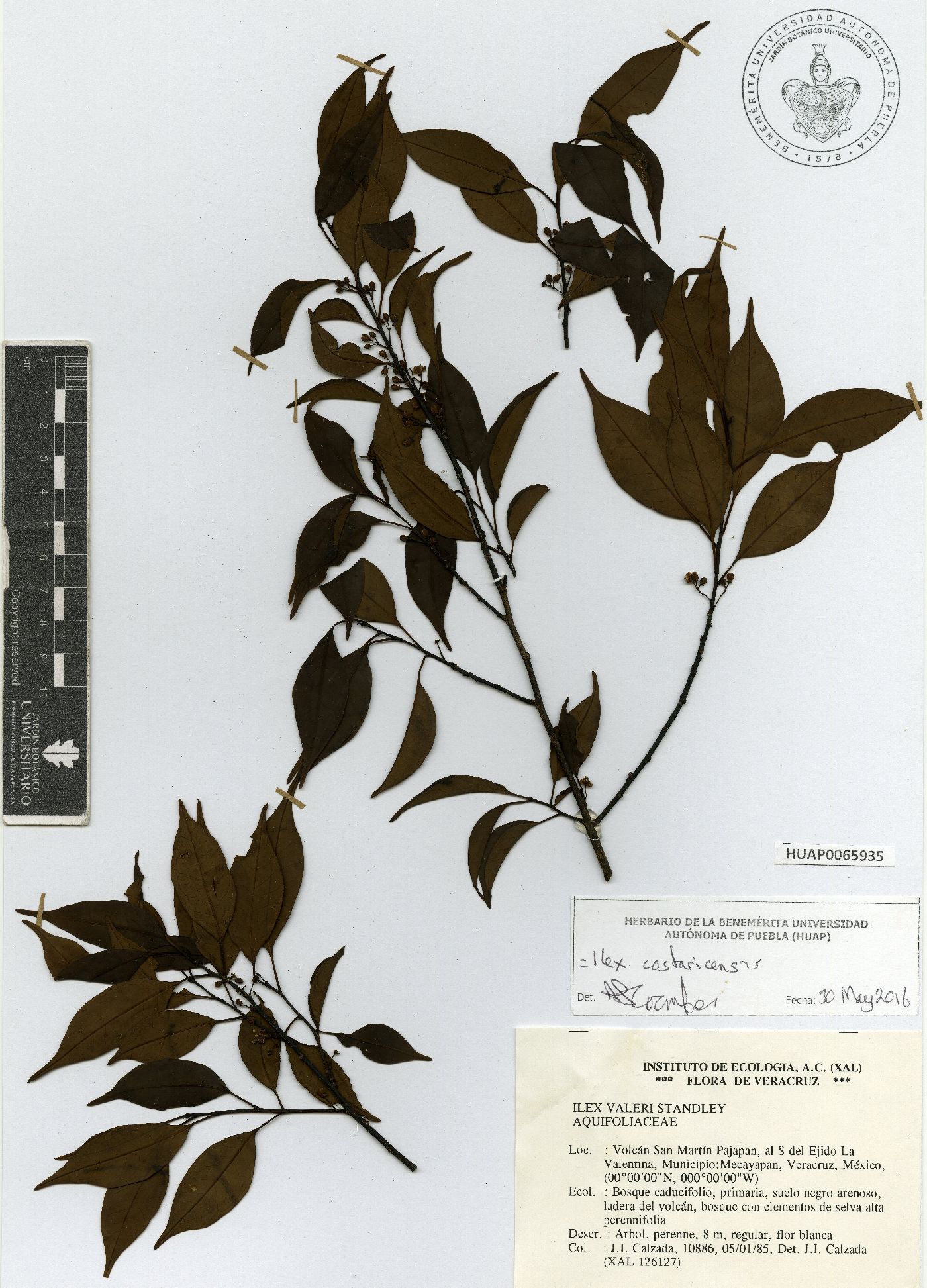 Ilex costaricensis image