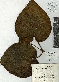 Matelea magnifolia image