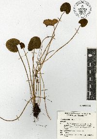 Centella asiatica image