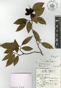 Mosannona depressa image