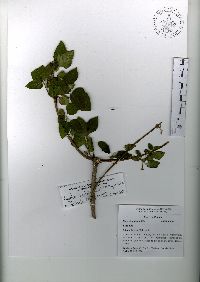 Ageratina tomentella image