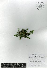 Selaginella pallescens image