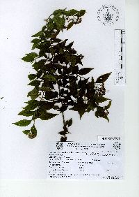 Archibaccharis schiedeana image